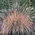 Miscanthus sinensis 'Red Chief' – Molnárpántlika