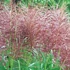 Miscanthus sinensis 'Red Chief' – Molnárpántlika