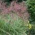 Miscanthus sinensis 'Strictus' - Zebranád, fehércsíkos zebrafű