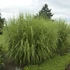 Miscanthus sinensis 'Strictus' - Zebranád, fehércsíkos zebrafű