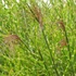 Miscanthus sinensis 'Strictus' - Zebranád, fehércsíkos zebrafű