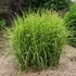 Miscanthus sinensis ’Zebrinus’ - Csíkos zebrafű