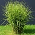 Miscanthus sinensis ’Zebrinus’ - Csíkos zebrafű