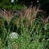 Miscanthus sinensis ’Zebrinus’ - Csíkos zebrafű