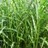 Miscanthus sinensis ’Zebrinus’ - Csíkos zebrafű