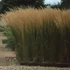 Molinia arundinacea 'Karl Foerster' - Magas kékperje