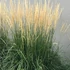 Molinia arundinacea 'Karl Foerster' - Magas kékperje