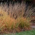 Molinia arundinacea 'Karl Foerster' - Magas kékperje