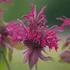 Monarda 'Amazone' – Méhbalzsam