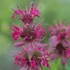 Monarda 'Amazone' – Méhbalzsam