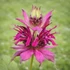 Monarda 'Amazone' – Méhbalzsam