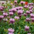 Monarda 'Beauty of Cobham' – Méhbalzsam