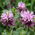 Monarda 'Beauty of Cobham' – Méhbalzsam