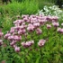 Monarda 'Beauty of Cobham' – Méhbalzsam