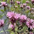 Monarda 'Beauty of Cobham' – Méhbalzsam