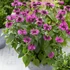 Monarda 'Bee-Free' – Méhbalzsam