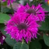 Monarda 'Bee-Free' – Méhbalzsam