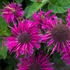 Monarda 'Bee-Free' – Méhbalzsam