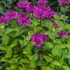 Monarda 'Bee-Free' – Méhbalzsam