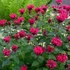 Monarda 'Bee-Happy' – Méhbalzsam