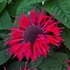 Monarda 'Bee-Happy' – Méhbalzsam