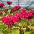 Monarda 'Bee-Happy' – Méhbalzsam