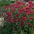 Monarda 'Bee-Happy' – Méhbalzsam