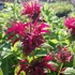 Monarda 'Mahogany' – Méhbalzsam