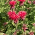 Monarda 'Mahogany' – Méhbalzsam