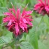 Monarda 'Mahogany' – Méhbalzsam