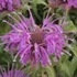 Monarda 'Violet Queen' – Méhbalzsam