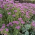 Monarda 'Violet Queen' – Méhbalzsam
