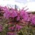 Monarda 'Violet Queen' – Méhbalzsam