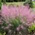 Muhlenbergia reverchonii 'Undaunted' – Vattacukorfű
