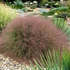 Muhlenbergia reverchonii 'Undaunted' – Vattacukorfű