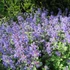 Nepeta x faassenii – Macskamenta