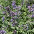 Nepeta x faassenii – Macskamenta