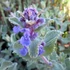 Nepeta x faassenii – Macskamenta