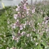 Nepeta racemosa 'Amelia' – Kaukázusi macskamenta