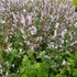 Nepeta racemosa 'Amelia' – Kaukázusi macskamenta