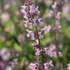 Nepeta racemosa 'Amelia' – Kaukázusi macskamenta