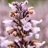 Nepeta racemosa 'Amelia' – Kaukázusi macskamenta