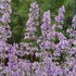Nepeta racemosa 'Grog' - Kaukázusi macskamenta