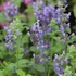Nepeta racemosa 'Grog' - Kaukázusi macskamenta