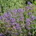 Nepeta racemosa 'Grog' - Kaukázusi macskamenta