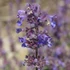 Nepeta racemosa 'Grog' - Kaukázusi macskamenta