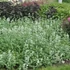 Nepeta racemosa 'Snowflake' – Kaukázusi macskamenta