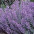 Nepeta 'Walker's Low' – Kerti macskamenta