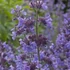 Nepeta 'Walker's Low' – Kerti macskamenta