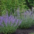 Nepeta 'Walker's Low' – Kerti macskamenta